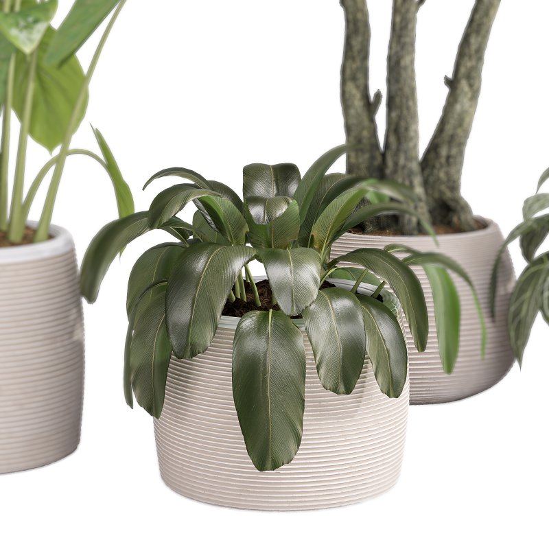 Indoor Collection plants 04 - Image 9