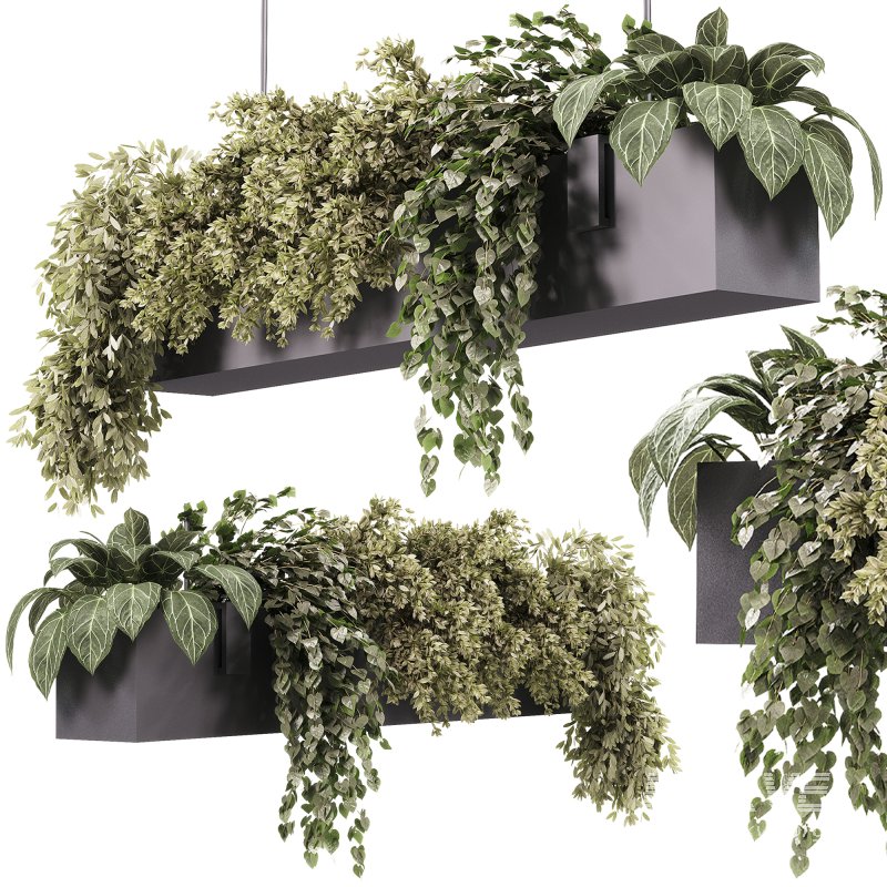 Indoor plants – 35 hanging indoor Plants - Image 3