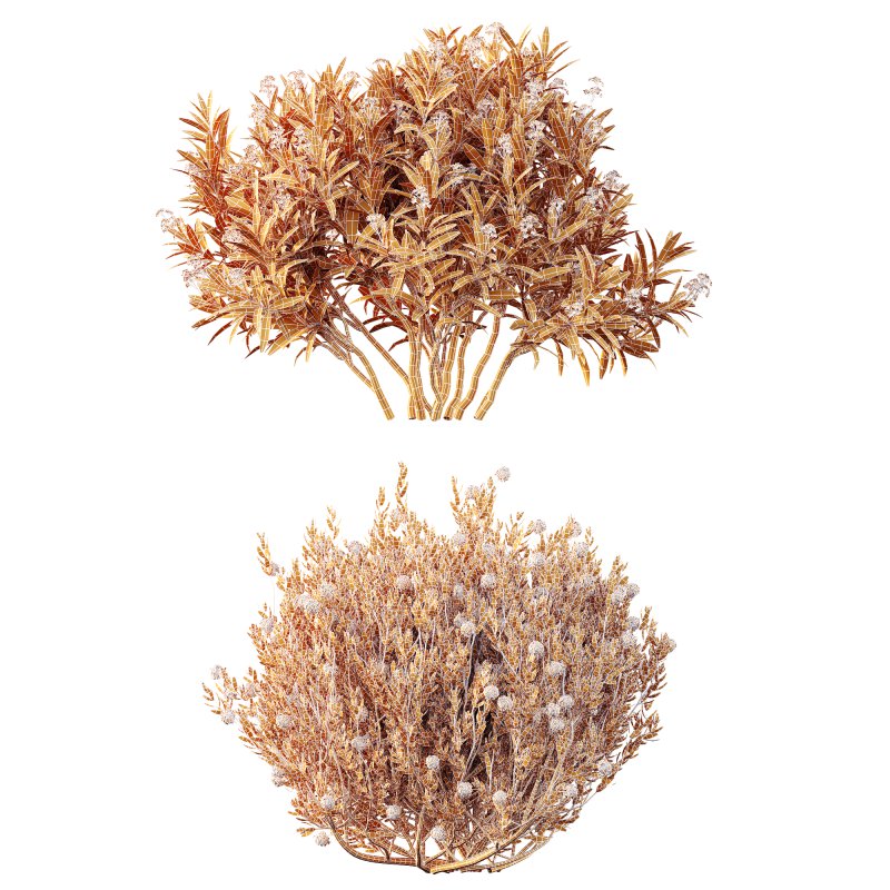 AV Spring flowering shrubs Nerium Rose Pink and Ixora Jasmine Coccinea Red Yellow - Image 8