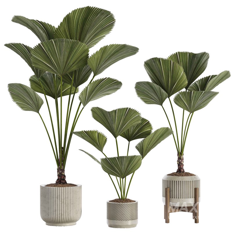 Indoor Plant 04 – Licuala Palm - Image 1