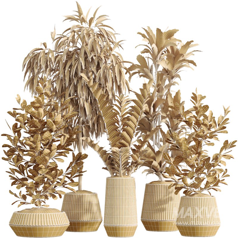 AV Indoor Plants Set 252 Ficus Microcarpa Zamiifolia Binnendijkii Warneckii Lemon Lime - Image 6