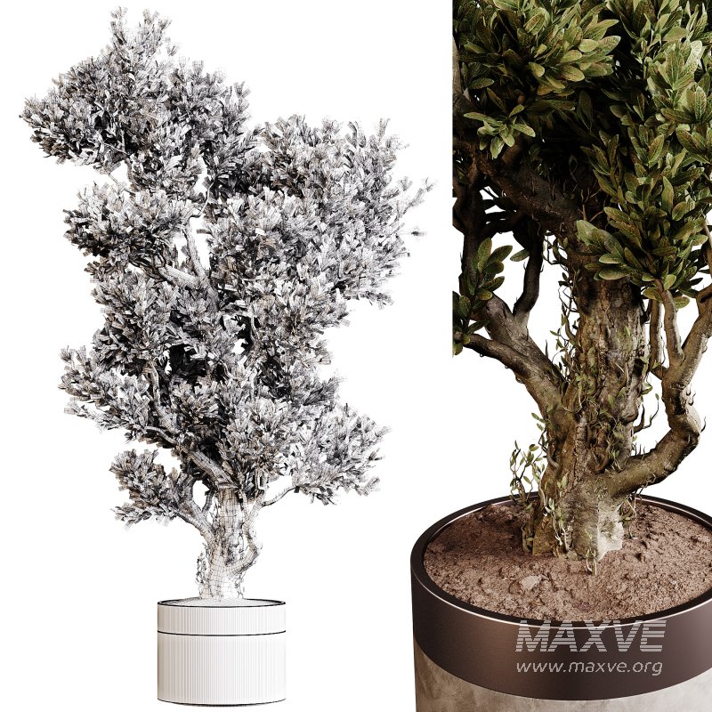 Indoor plants 84 – Plant in pot - Image 4