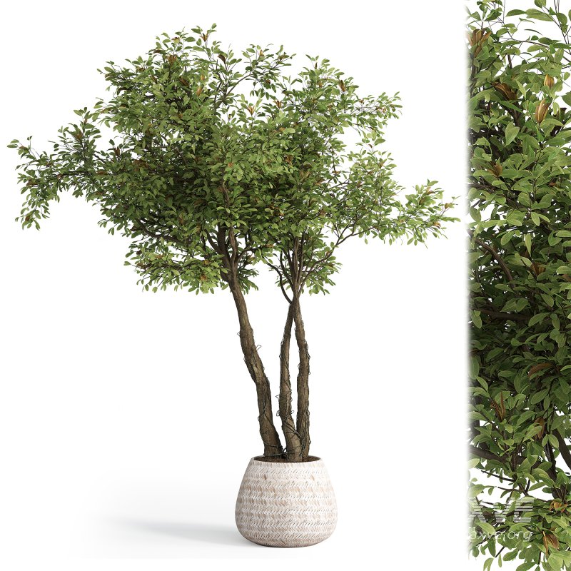 Indoor plant set 03 - Image 4