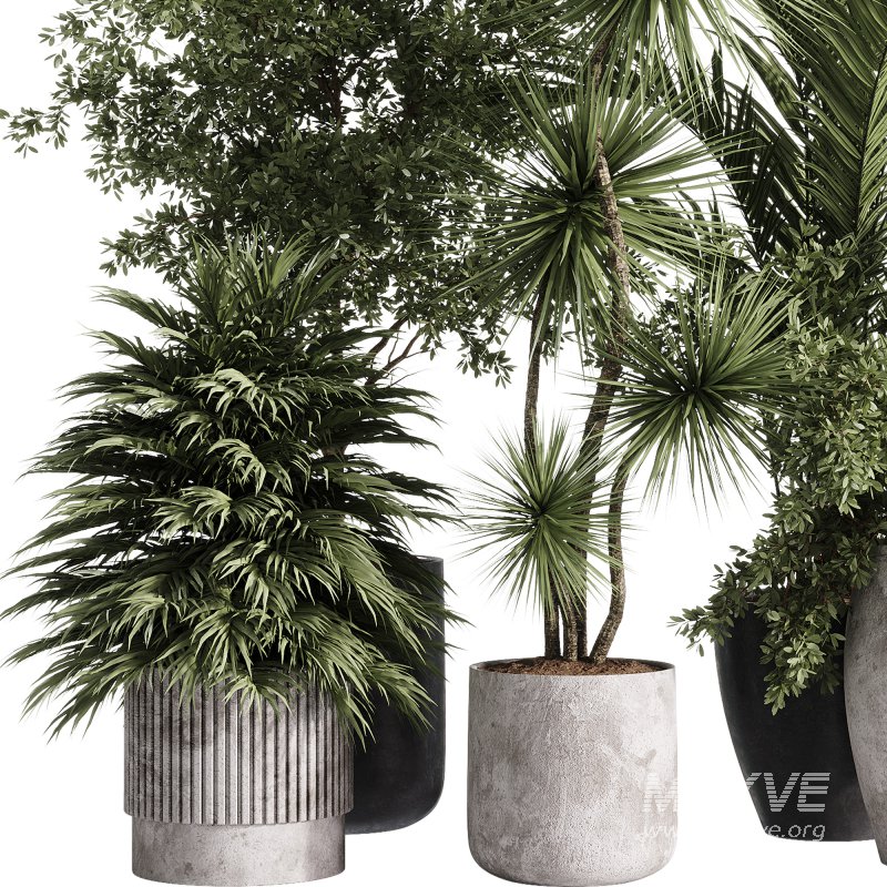 indoor plants – 34 plant collections in pot - Image 5