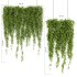 Indoor Plants – 21 hanging plants in pots - Thumbnail 6