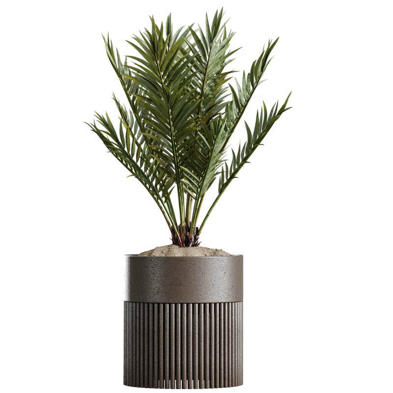 AV Indoor Plants Set 266 Areca Palm and Dypsis Lutescens and Beech Olea Europaea Olive Eucalyptus - Image 1