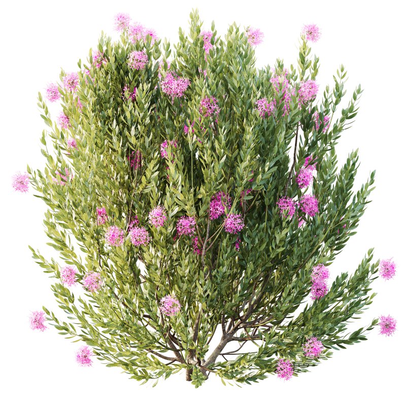 AV Colorful spring bushes Rhododendron Shrub Arboreum and Ixora Jasmine Gardens Chinese - Image 3