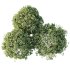 AV Plant Pittosporum Tobira Tenuifolium Shrub Buxus Semperviren Japanese Cheesewood02 - Thumbnail 2