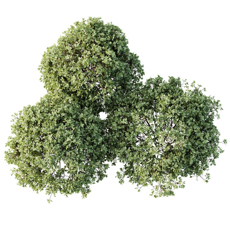 AV Plant Pittosporum Tobira Tenuifolium Shrub Buxus Semperviren Japanese Cheesewood02 - Image 2