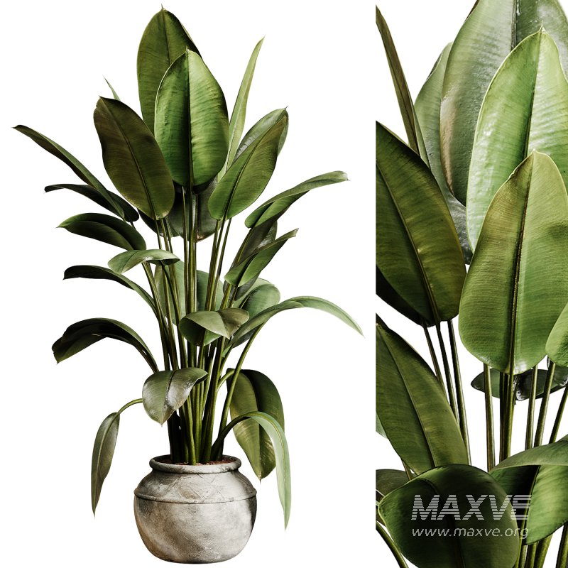 Indoor plants 96 – Plant in pot - Image 3