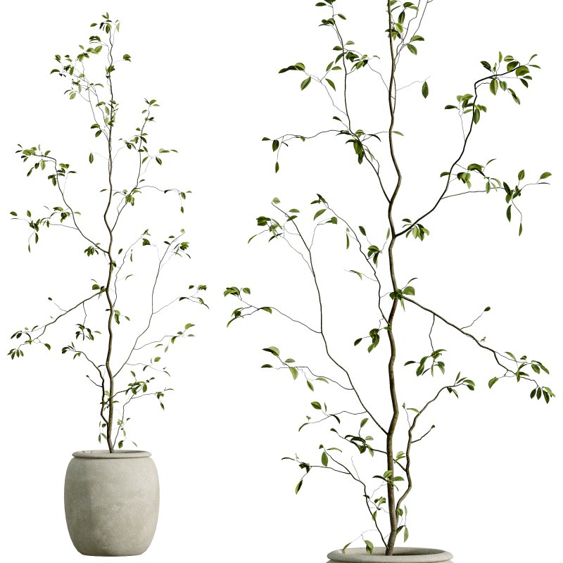 AV Indoor Plants Set 271 Japandi Ficus Dracaena Marginata and Foliage Dollar Authentic Eucalyptus Bouquet - Image 4