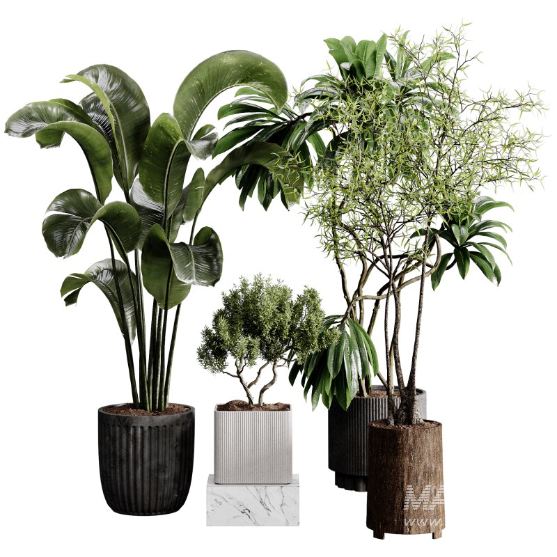indoor plants 121 – plant collections in pot - Image 3