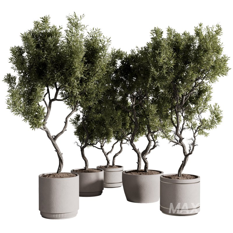 indoor plants – 69 plant in pot - Image 2