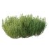 plant bush Lavandula pedunculata 01 - Thumbnail 6