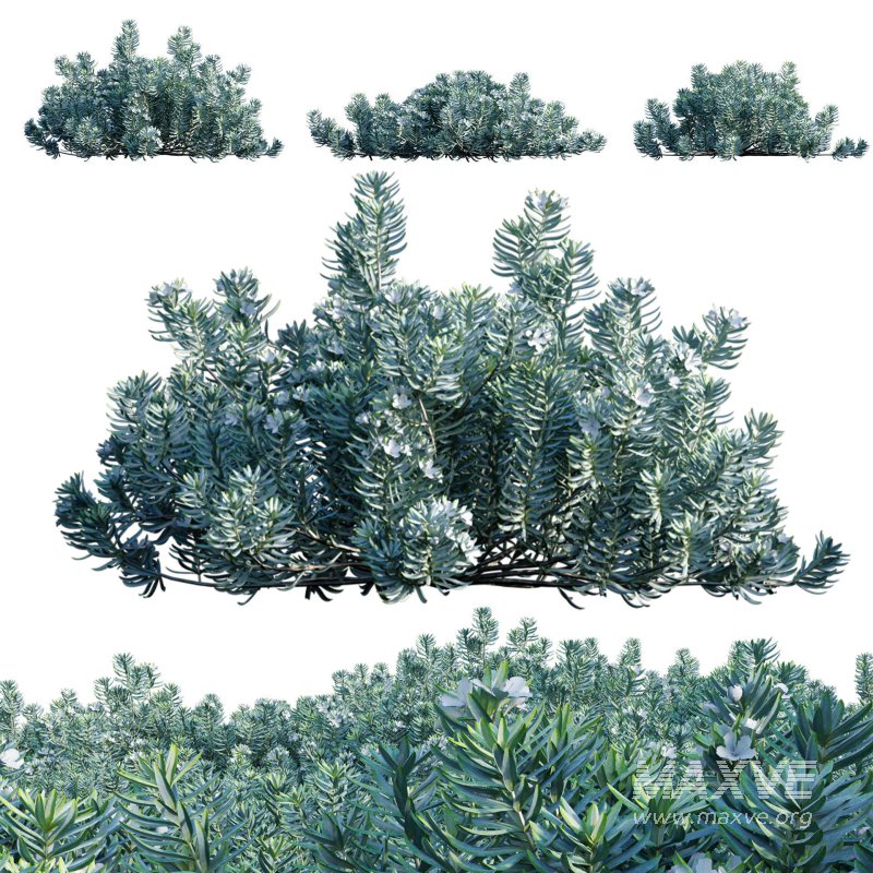 Westringia fruticosa – Coast Rosemary 01 - Image 1