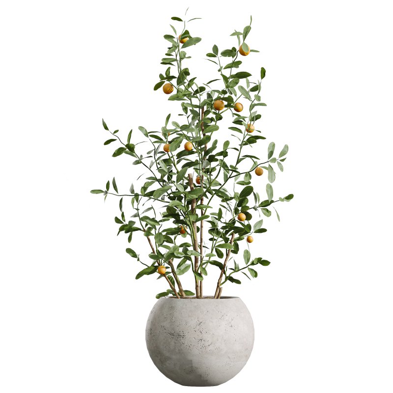 AV Indoor Plants Set 261 Beech Olea Europaea Olive Eucalyptus and Japandi Ficus Dracaena Marginata and Fruit Bonsai Orange Tree - Image 3