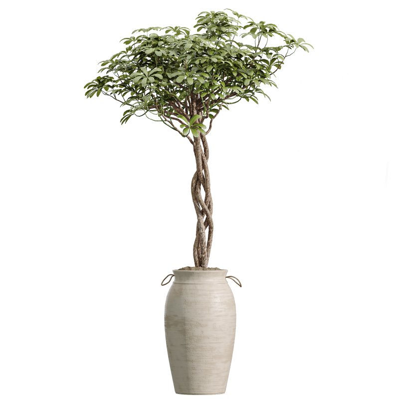 AV Indoor Plants Set 253 Monstera Drupifera Warneckii Schefflera Rhapis Excelsa - Image 2