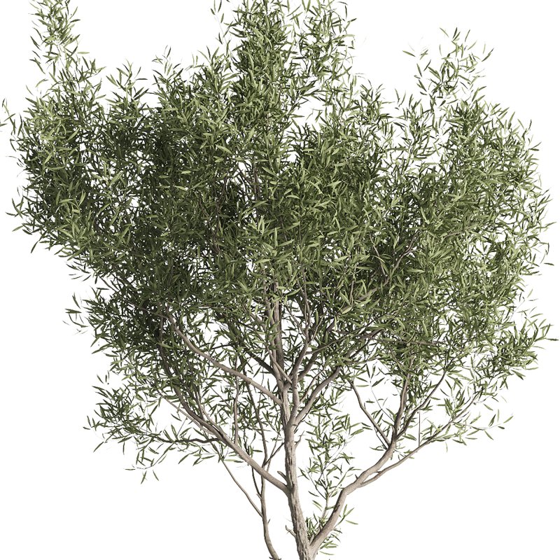 indoor plants – 43 plant in pot - Image 3