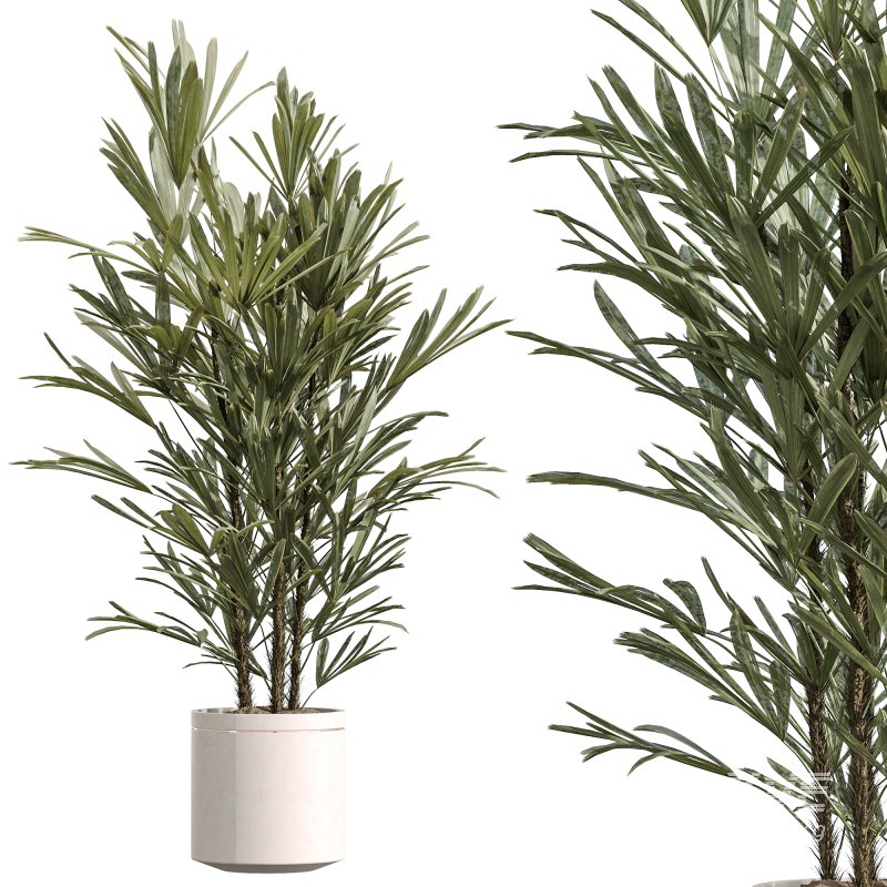 AV Indoor Plants Set 254 Sansevieria Olive Yucca Excelsa Palm Paradise Bird - Image 4