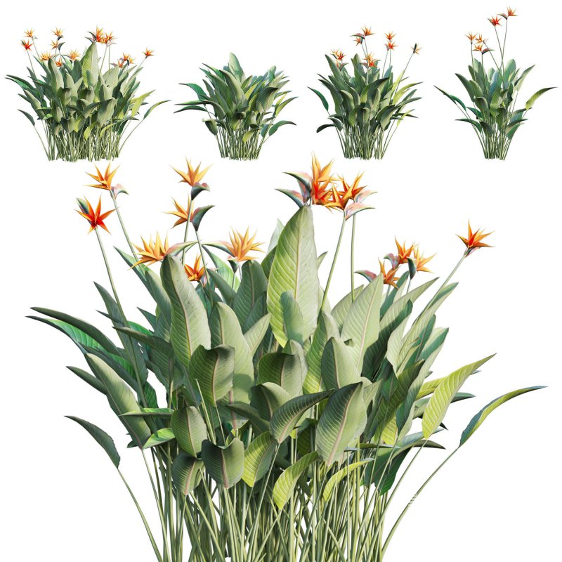 Strelitzia reginae – Bird of Paradise 03 - Image 1