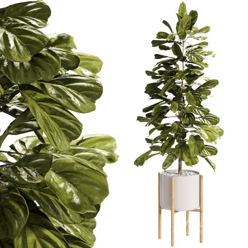 Indoor Plants – 27 Plant in pot - Image 3