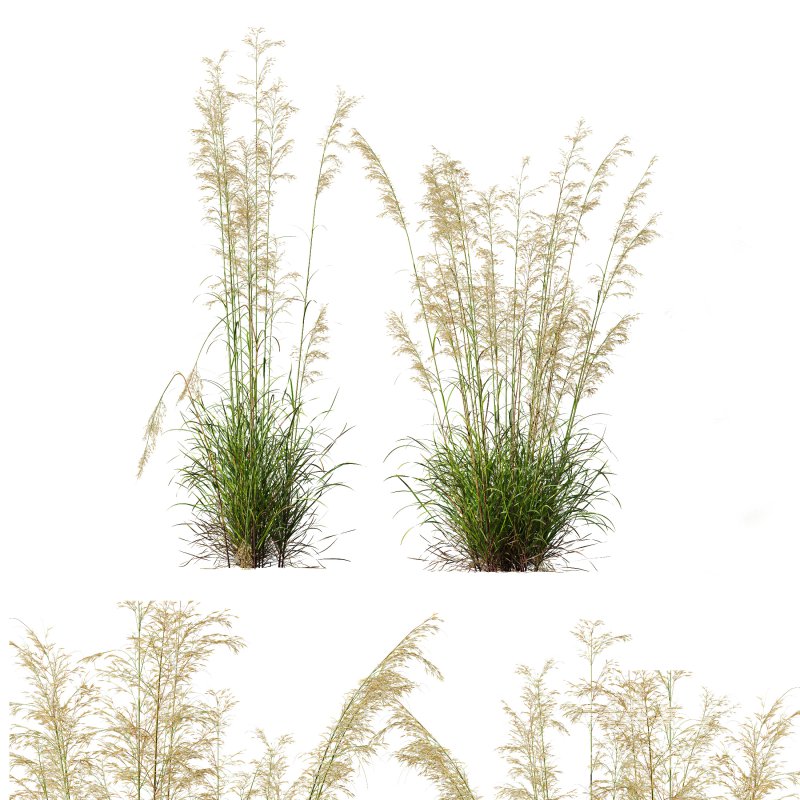 ntal grasses—**Celtica gigantea** (Golden Oats Grass) and **Nassella tenuissima** (Mexican Feather Grass)—curated for naturalistic, windswept landscapes and high-end 3D visualizations. - Image 5