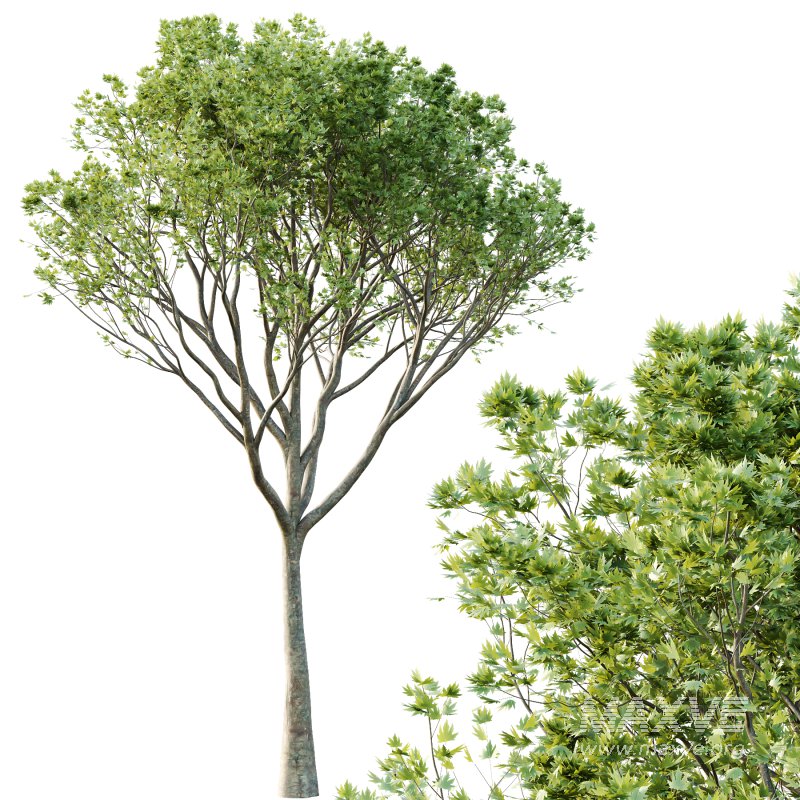 Acer Pseudoplatanus spring trees 07 - Image 2