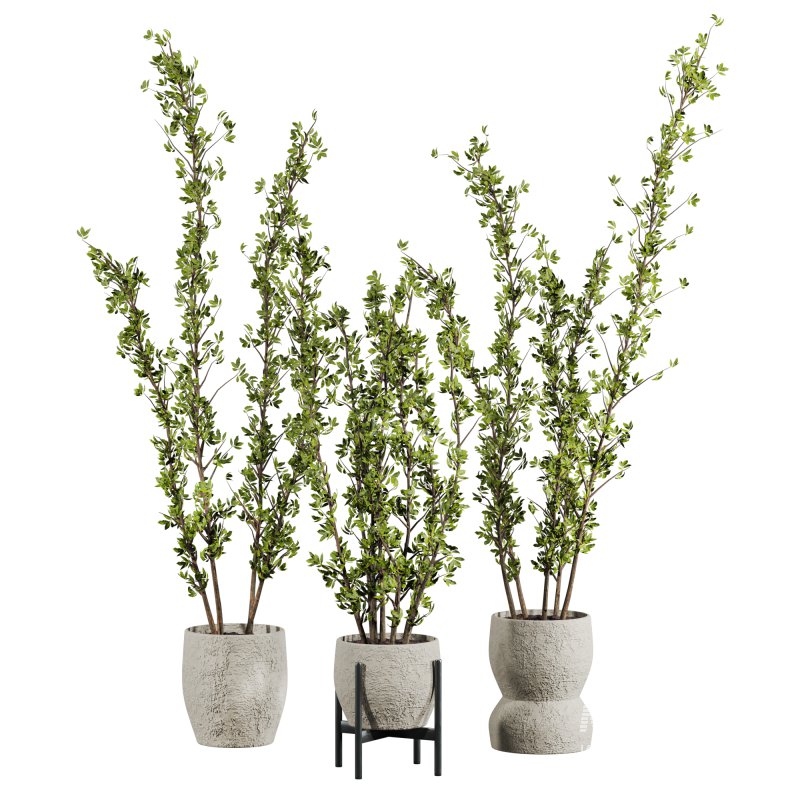 potted plants - Image 1