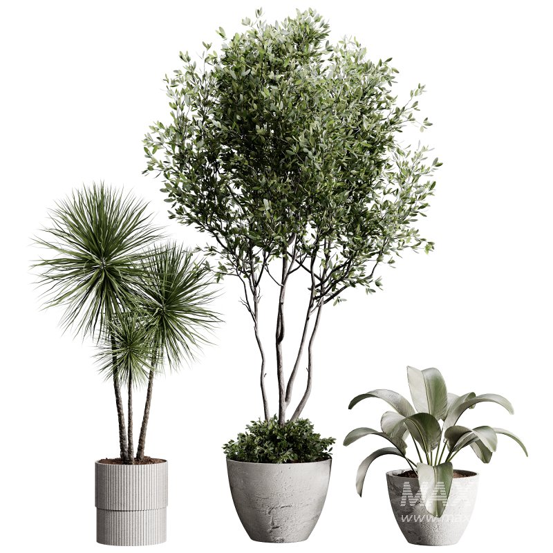 indoor plants 105 – plant collections in pot - Image 5
