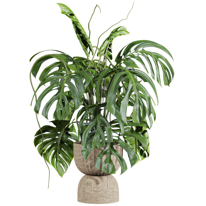 monstera - Image 1