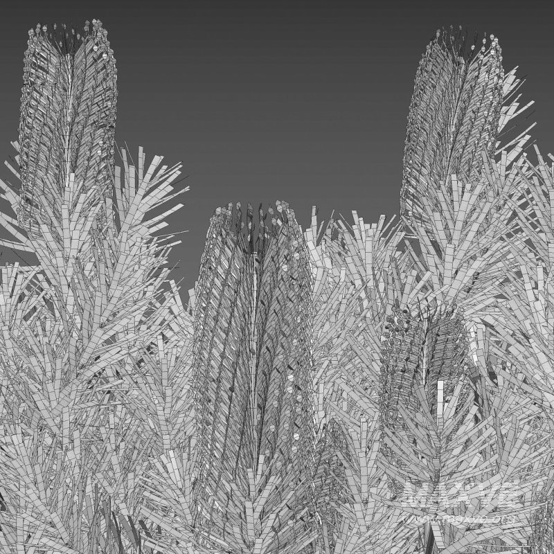 Banksia spinulosa – Hairpin Banksia 03 - Image 5