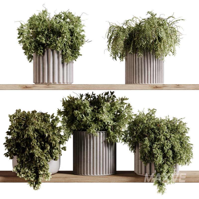 indoor plants 97- Hanging indoor plant - Image 3