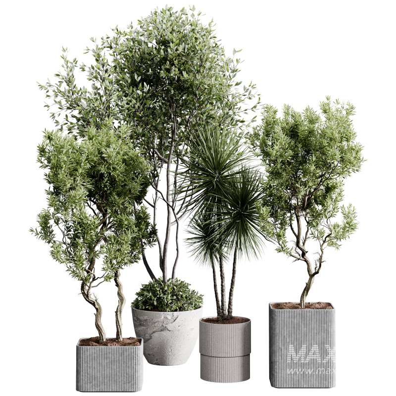 indoor plants 123 – plant collections in pot - Image 1