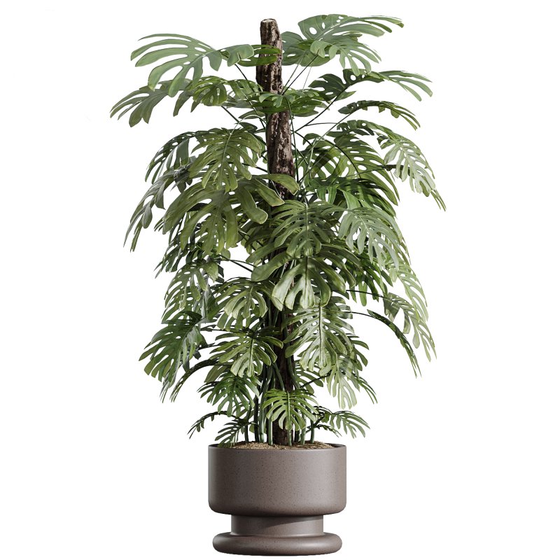 AV Indoor Plants Set 267 Areca Palm and Lemon and Green Sansevieria and Monstera Deliciosa Large Leaf and Olive - Image 2