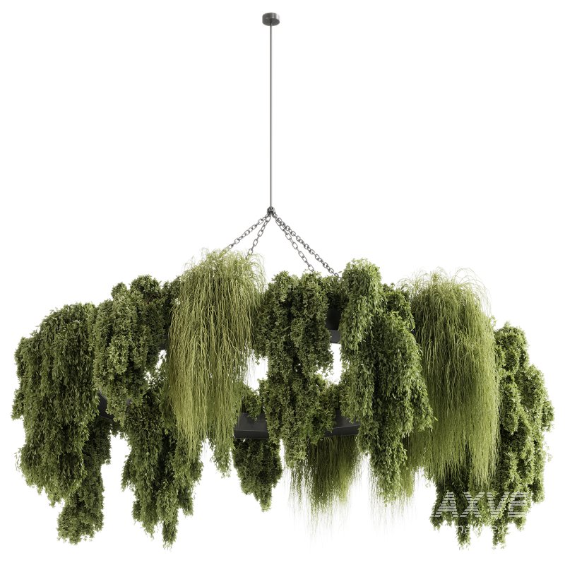 indoor plants 116 – Hanging indoor plant - Image 3