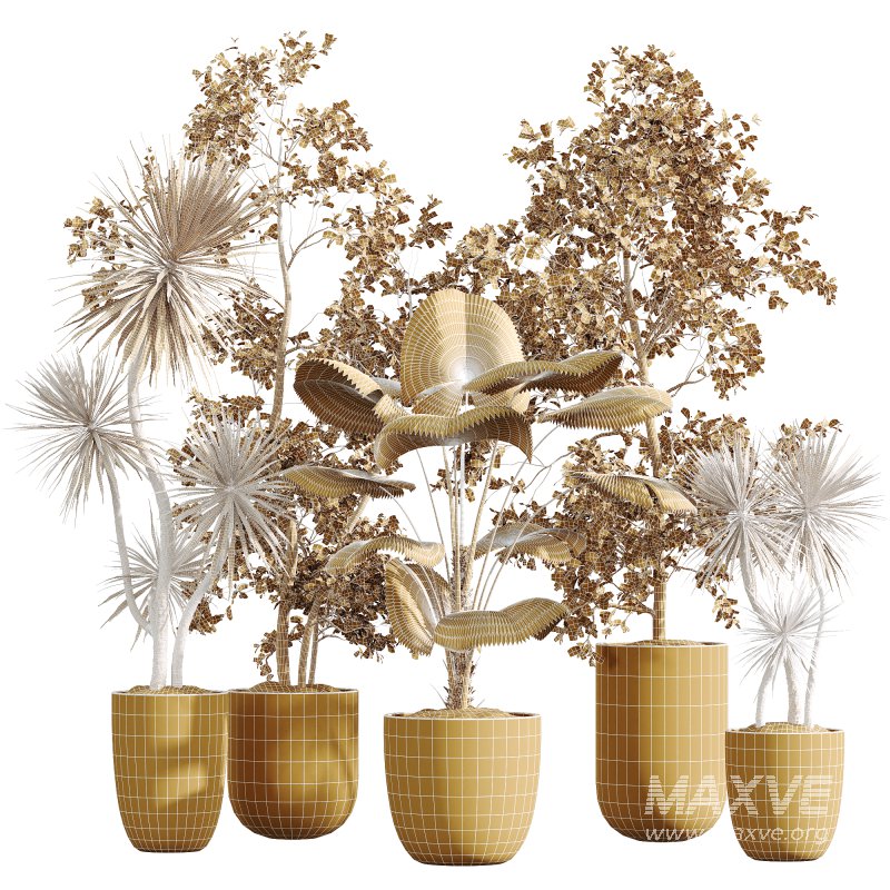 AV Indoor Plants Set 268 Licuala Palm and Yucca Aloifolia Rostrata and Mission Olive - Image 5