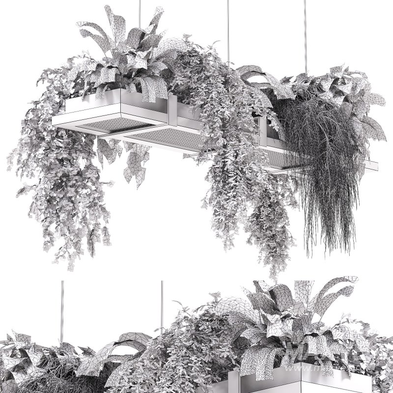 Hanging indoor Plants 03 - Image 7