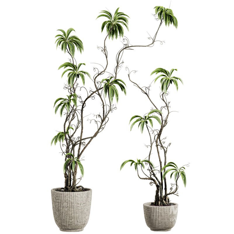 potted plants - Image 1