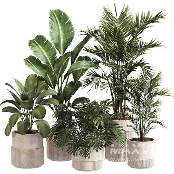 Indoor Plant Set 0156 - Image 1