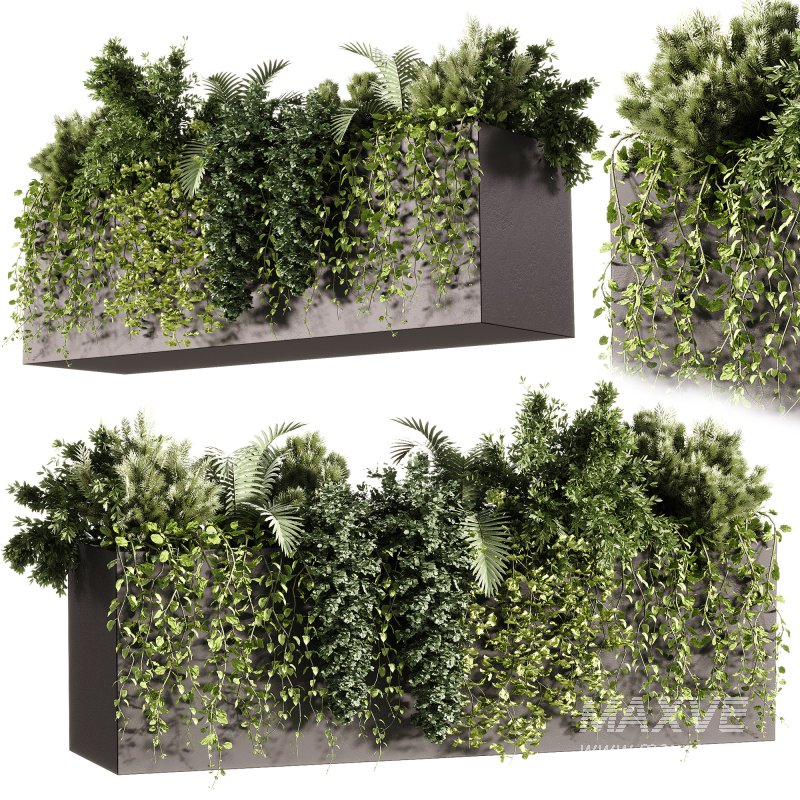 Indoor Plants – 24 Hanging plants - Image 2