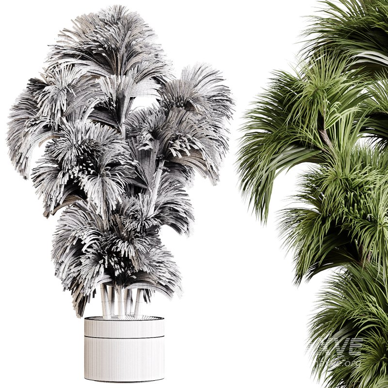 Indoor plants 86 – Plant in pot - Image 4