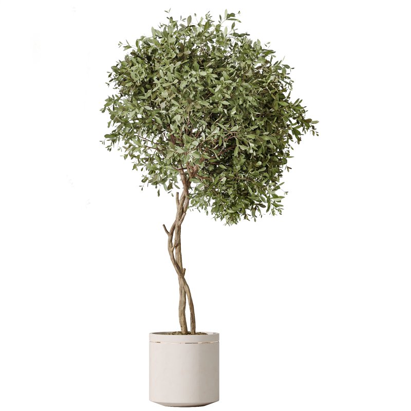 AV Indoor Plants Set 274 Olive Mission and Calathea Lutea and Lemon Lime Cane Dragon - Image 1