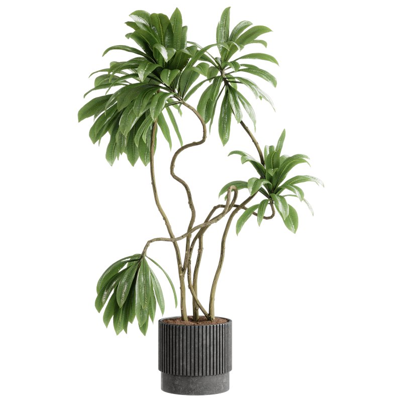 Indoor plants 115 – Plant in pot - Image 1