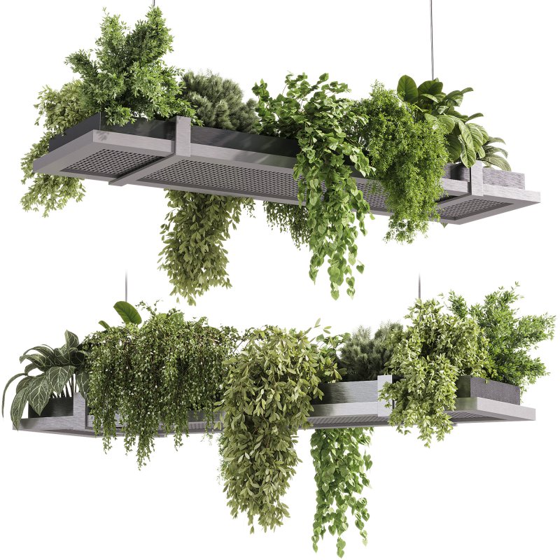 indoor plants – 52 Hanging indoor plant - Image 1