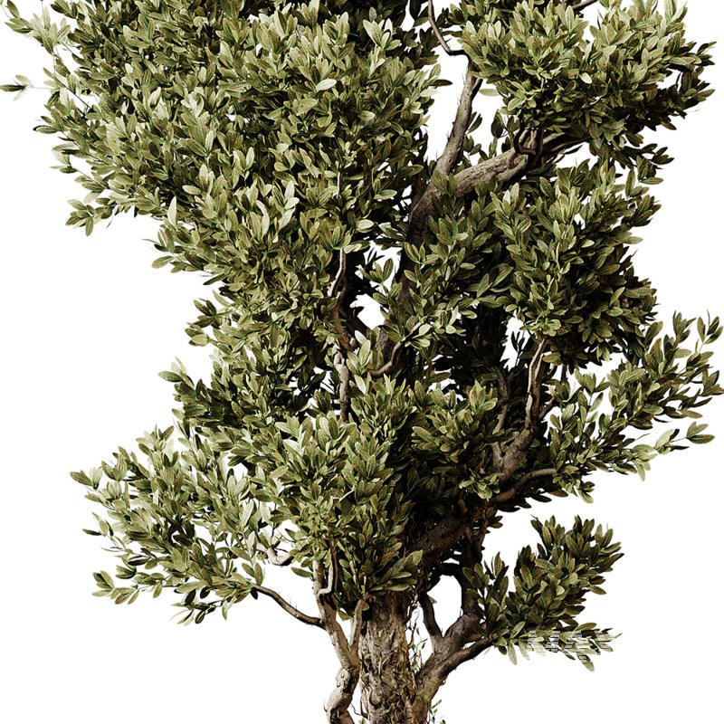 Indoor plants 84 – Plant in pot - Image 2