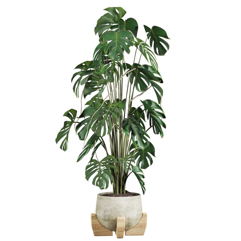 monstera potted plant - Image 1