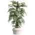 AV Indoor Plants Set 259 Olive Eucalyptu and Dracaena Warnecki and Monstera Deliciosa - Thumbnail 5