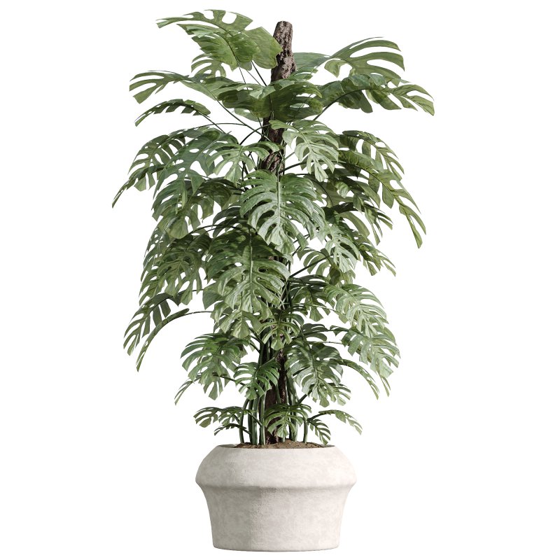 AV Indoor Plants Set 259 Olive Eucalyptu and Dracaena Warnecki and Monstera Deliciosa - Image 5