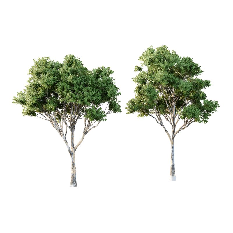 Sydney Blue Gum Tree 01 - Image 1