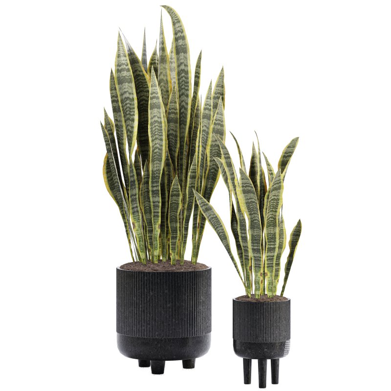 Indoor Plant 05-Sansevieria Plant - Image 3